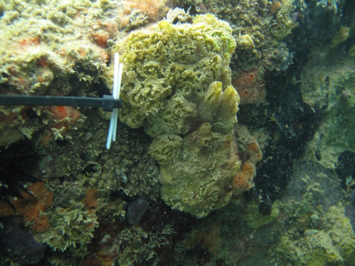 Specimen at Praia do Francês (Marechal Deodoro, Alagoas, Brazil)