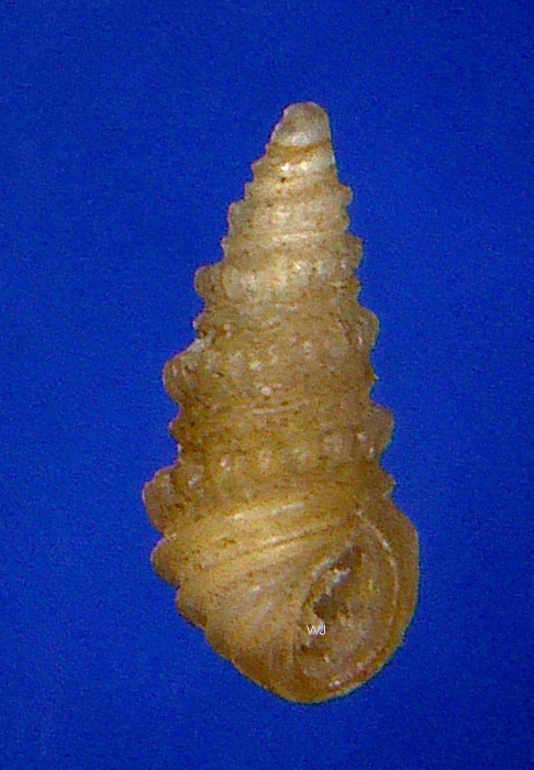 Pyramidelloides mirandus (A. Adams, 1861) Pyramidelloides mirandus (A. Adams, 1861)