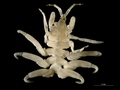 Crustacea (crustaceans)