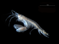 Crustacea (crustaceans)