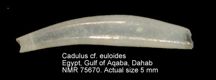 Cadulus euloides
