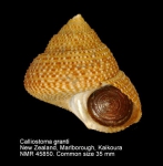 Calliostoma granti