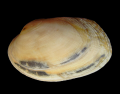 Mollusca (molluscs)