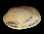 Venerupis senegalensis (Gmelin, 1791)