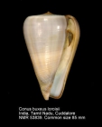 Conus buxeus loroisii