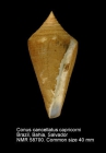 Conus cancellatus capricorni