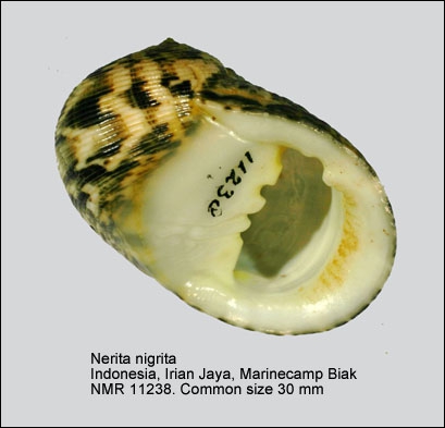 Nerita nigrita