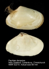 Paphies donacina