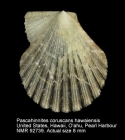 Pascahinnites coruscans hawaiensis