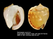 Semicassis zeylanica