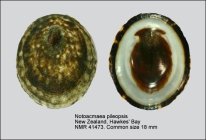 Notoacmea pileopsis
