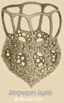 Dictyocysta lepida by Ernst Haeckel 
