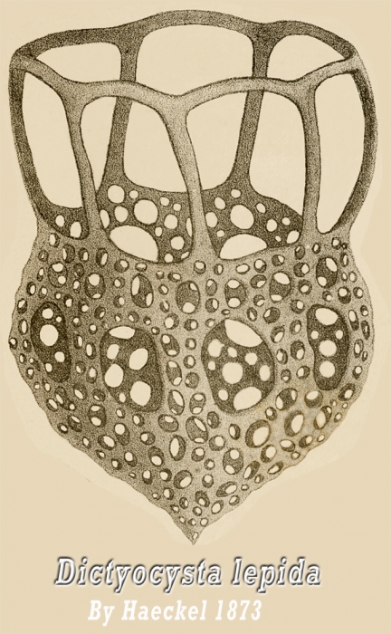 Dictyocysta lepida by Ernst Haeckel Dictyocysta lepida by Ernst Haeckel