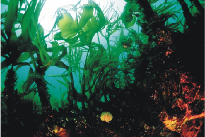 Laminaria hyperborea forest + associated organisms