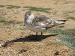 The Parasitic Jaeger, also known as the Arctic Skua or Parasitic Skua, (Stercorarius parasiticus)