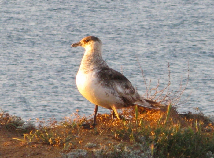The Parasitic Jaeger, also known as the Arctic Skua or Parasitic Skua, (Stercorarius parasiticus) The Parasitic Jaeger, also known as the Arctic Skua or Parasitic Skua, (Stercorarius parasiticus)