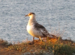 The Parasitic Jaeger, also known as the Arctic Skua or Parasitic Skua, (Stercorarius parasiticus)