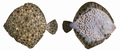 Scophthalmus maeoticus - Black Sea turbot (kalkan)