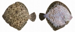 Scophthalmus maeoticus - Black Sea turbot (kalkan)
