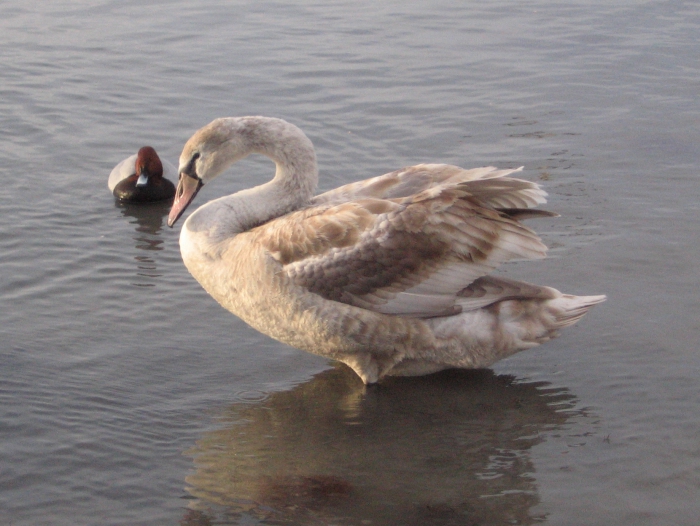 Cygnus olor