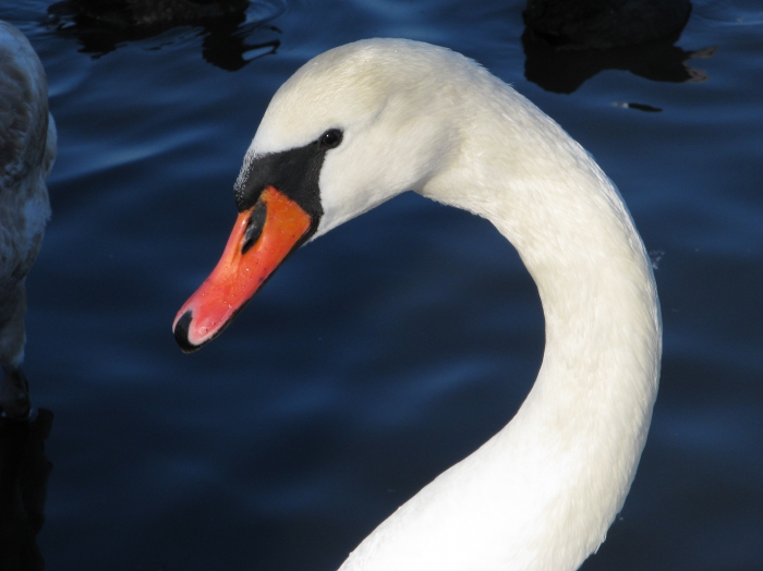 Cygnus olor Cygnus olor