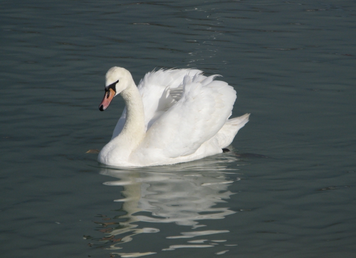 Cygnus olor 