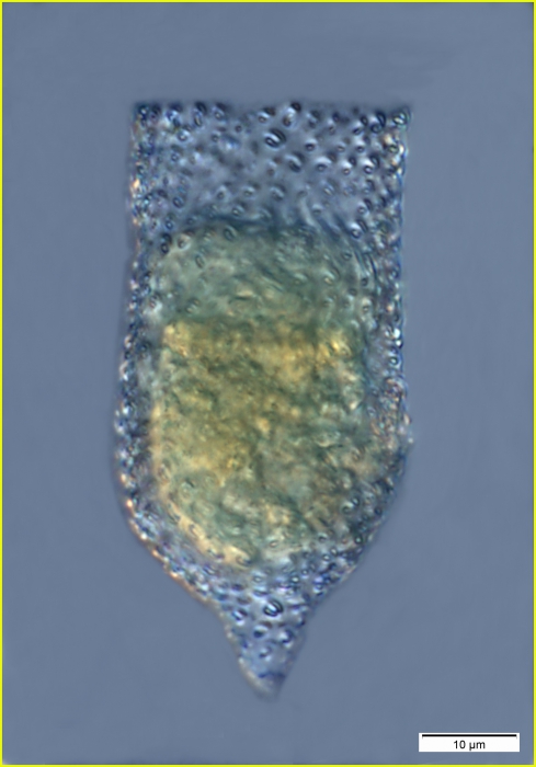 Poroecus curtus Poroecus curtus