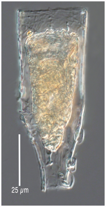 Laackmaniella naviculaefera Laackmaniella naviculaefera
