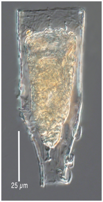 Laackmaniella naviculaefera