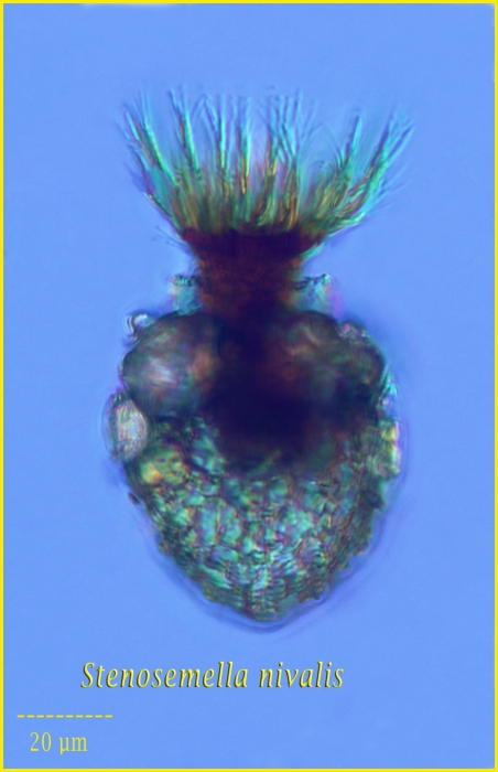 Stenosomella nivalis Stenosomella nivalis