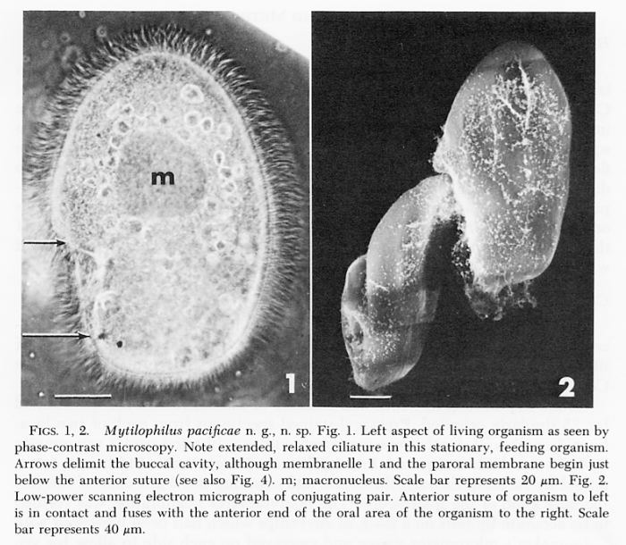 Mytilophilus pacificae Mytilophilus pacificae