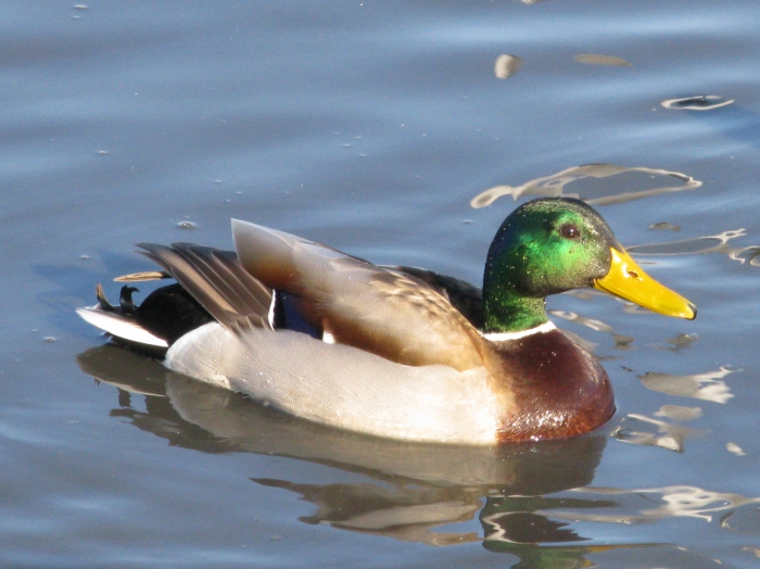 Mallard, male