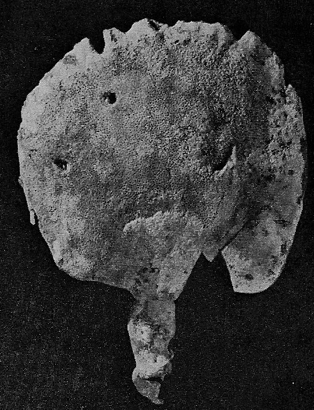 Coscinoderma lanuginosum Carter, 1883