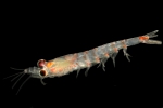 Euphausia crystallorophias -   ice krill