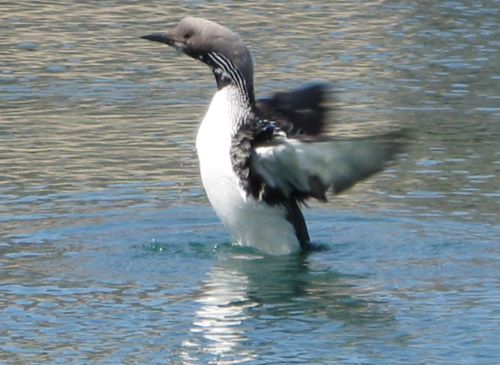 Gavia arctica