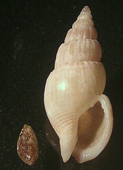 Antillophos laevis