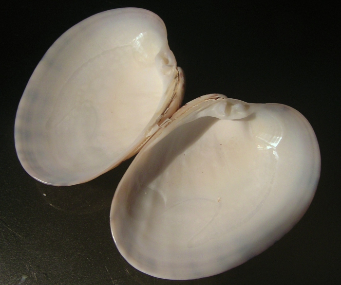 Callista planatella Callista planatella