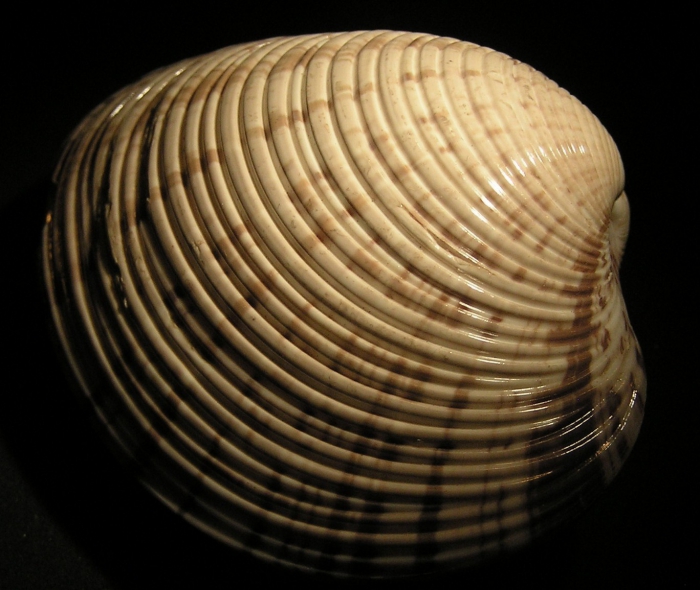 Callista planatella Callista planatella
