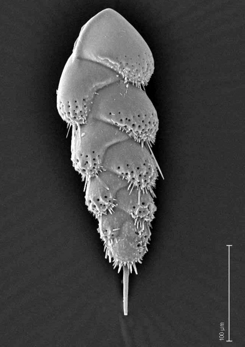 Bolivina hirsuta Bolivina hirsuta