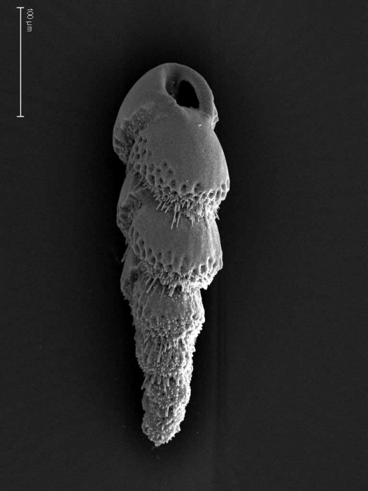 Bolivina hirsuta Bolivina hirsuta