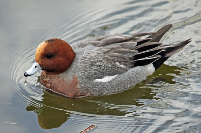Wigeon (Anas penelope) Wigeon (Anas penelope)