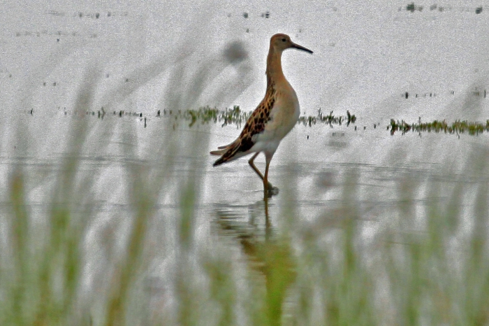 Ruff - Philomachus pugnax Ruff - Philomachus pugnax