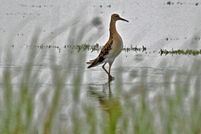 Ruff - Philomachus pugnax