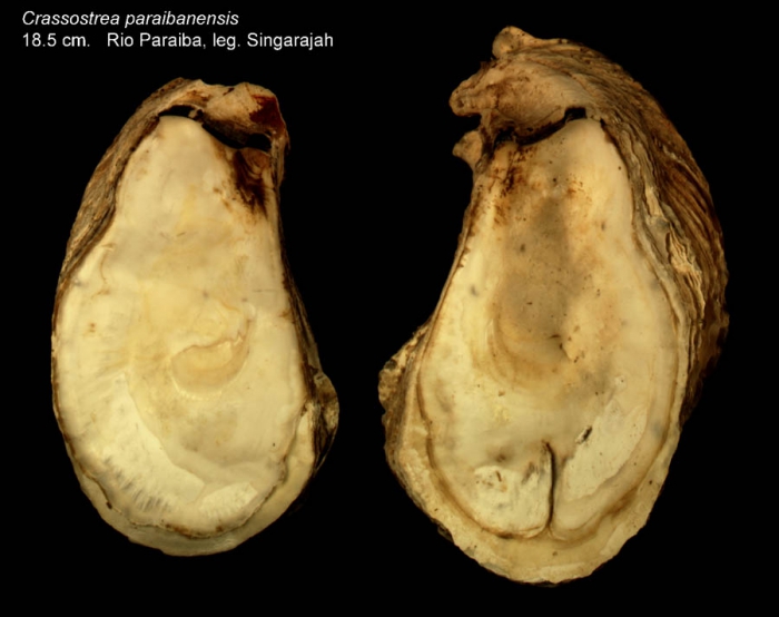 Crassostrea paraibanensis  Singarajah, 1980Specimen from Rio Paraiba, Brazil, leg. Singarajah (actual size 18.5 cm)