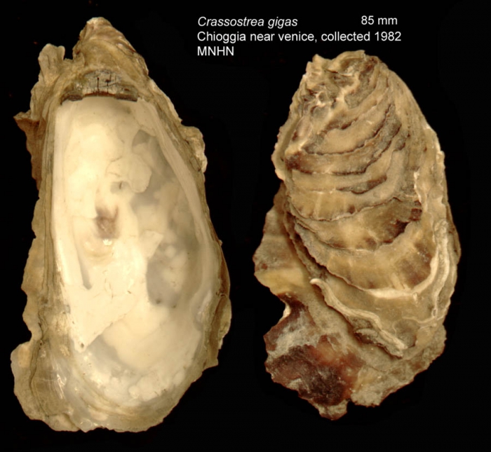 Crassostrea gigas (Thunberg, 1793)Specimen from Chioggia near Venice, Italy (actual size 85 mm)