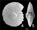 Chromista - Foraminifera (foraminifers)