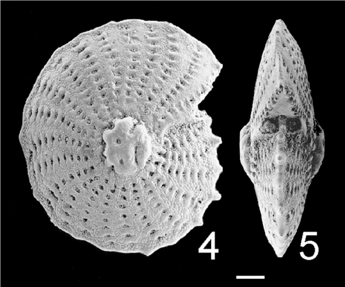 Elphidium aculeatum subrotatum TOPOTYPE