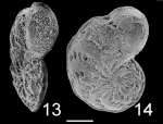 Chromista - Foraminifera (foraminifers)