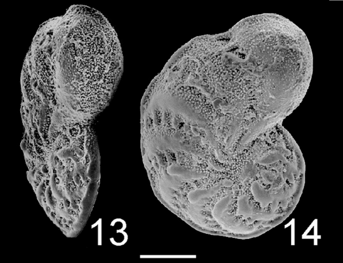 Elphidium advenum tongaense PARATYPE Elphidium advenum tongaense PARATYPE