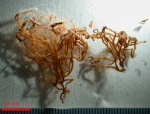 Coryne vermicularis type specimens